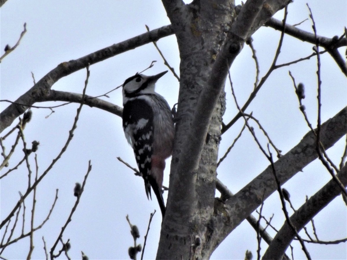 White-backed Woodpecker - Mike Tuer