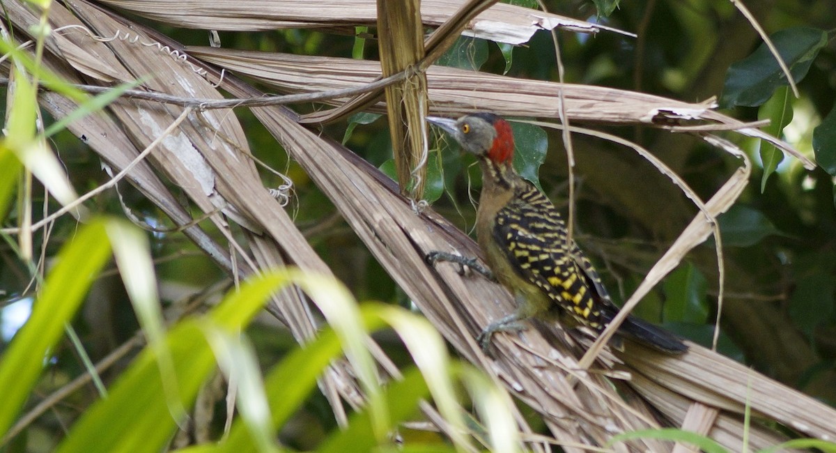 Hispaniolan Woodpecker - ML171391711