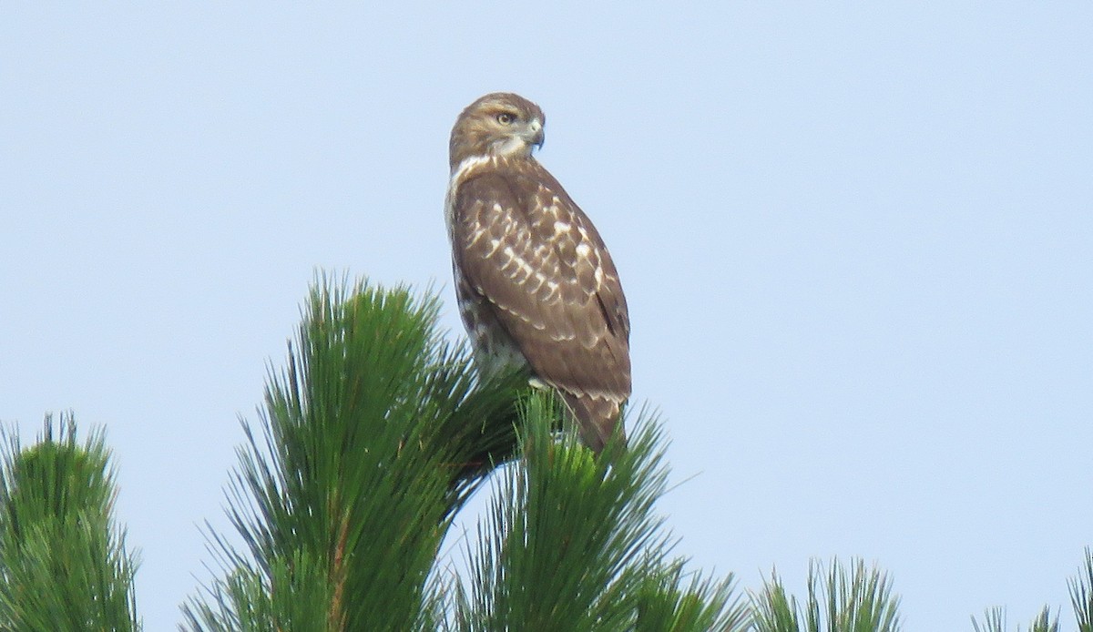 Red-tailed Hawk - ML171396141