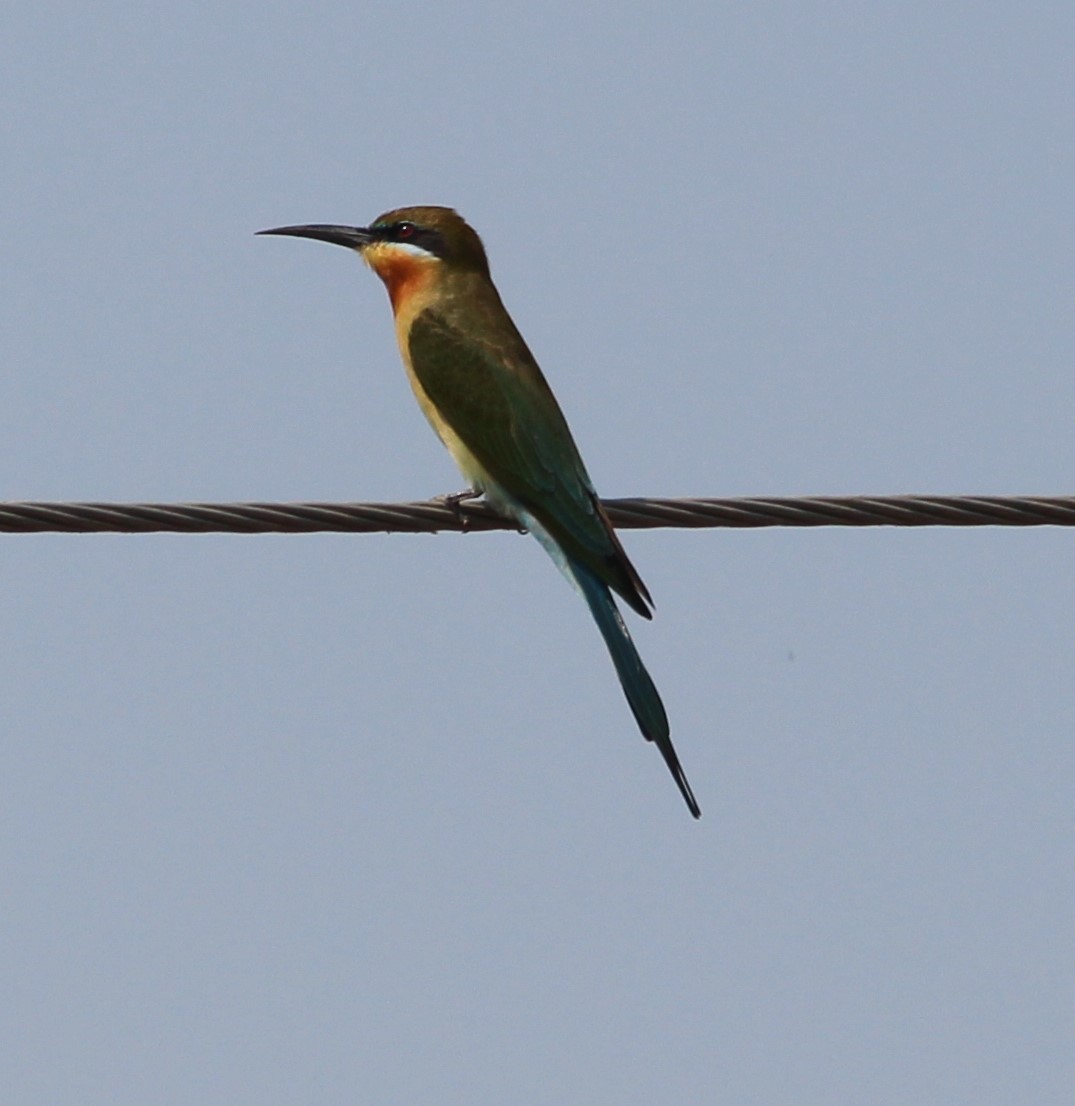 Blue-tailed Bee-eater - Vineet Srivastava