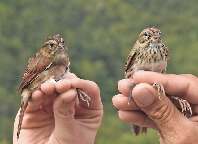 Photos Swamp Sparrow Melospiza Georgiana Birds Of The World