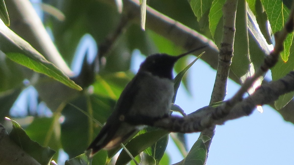 Black-chinned Hummingbird - ML171401001