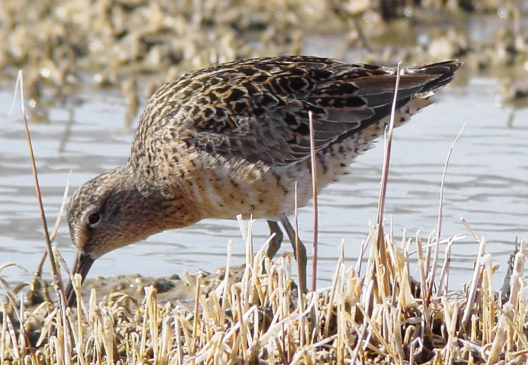 Long-billed Dowitcher - Ed Thomas