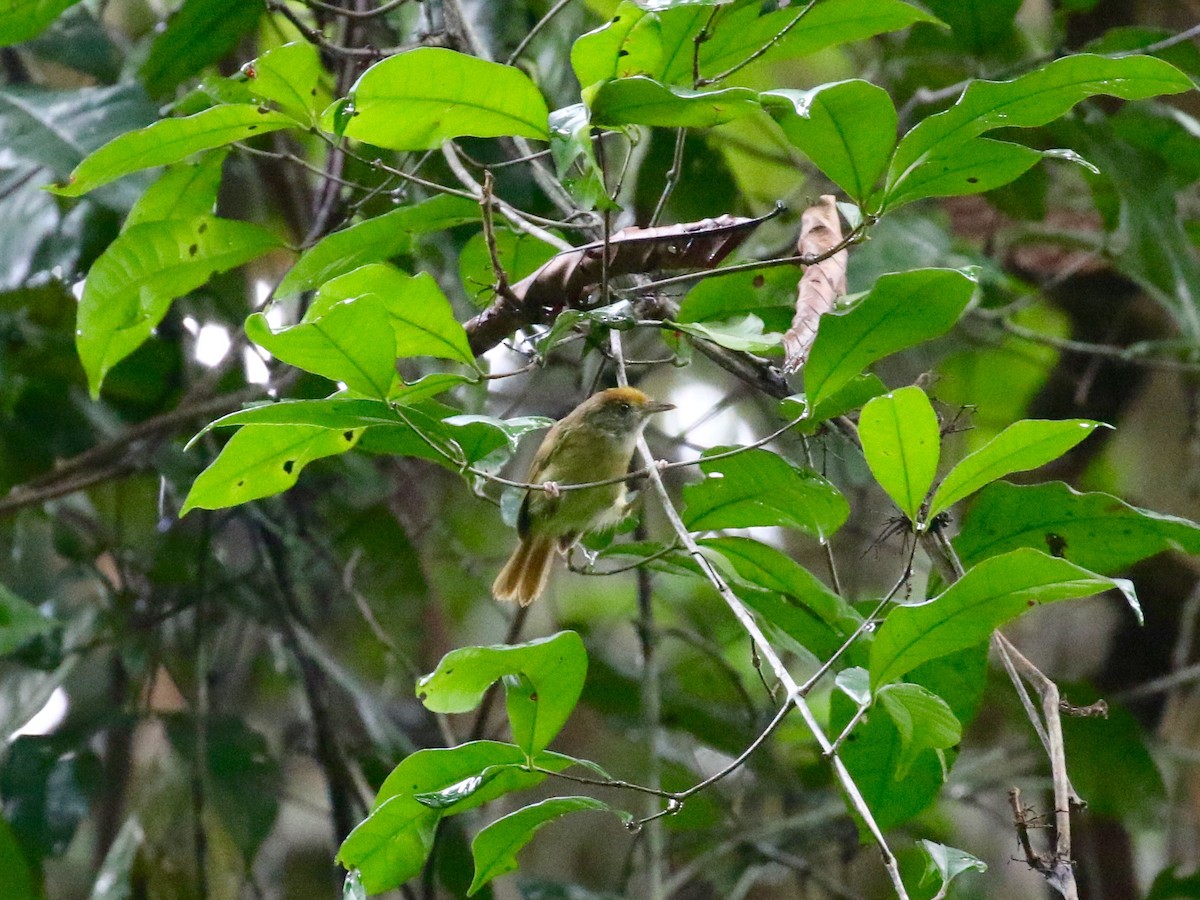 Tawny-crowned Greenlet - ML171403971