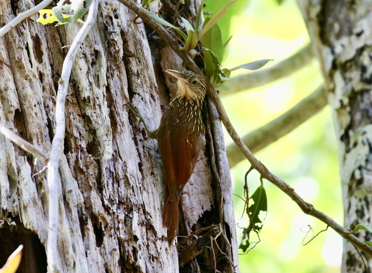 Ivory-billed Woodcreeper - Victor Stoll