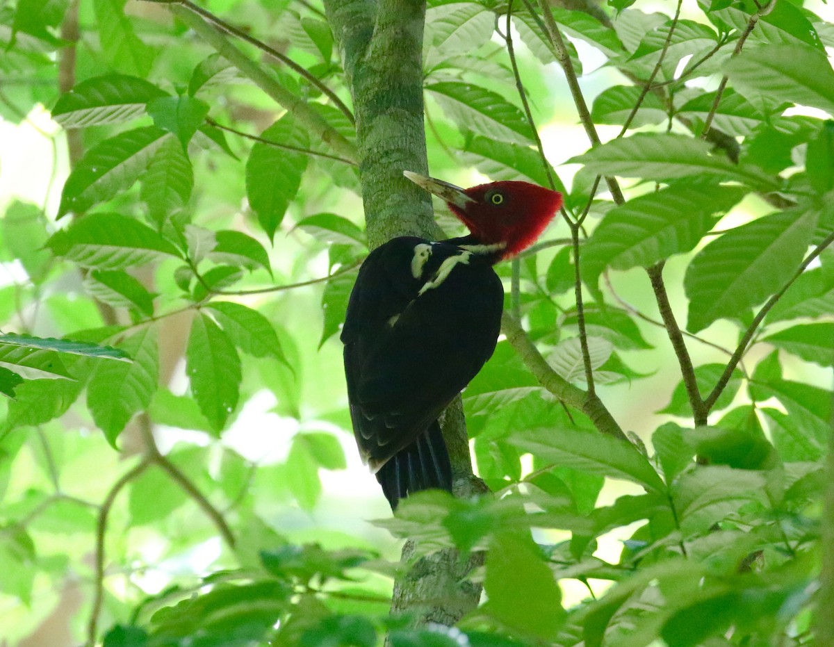 Pale-billed Woodpecker - Victor Stoll