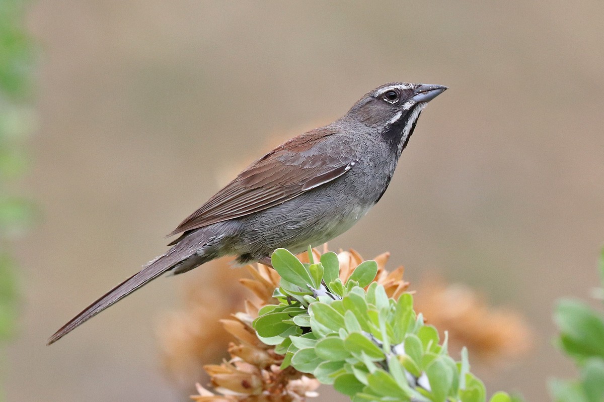 Five-striped Sparrow - ML171411021