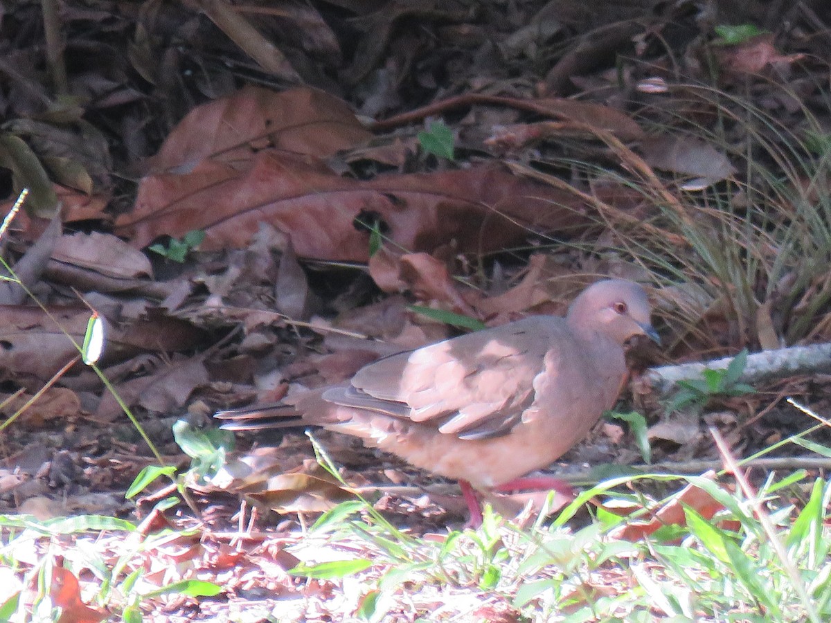 White-tipped Dove - Alan  Troyer