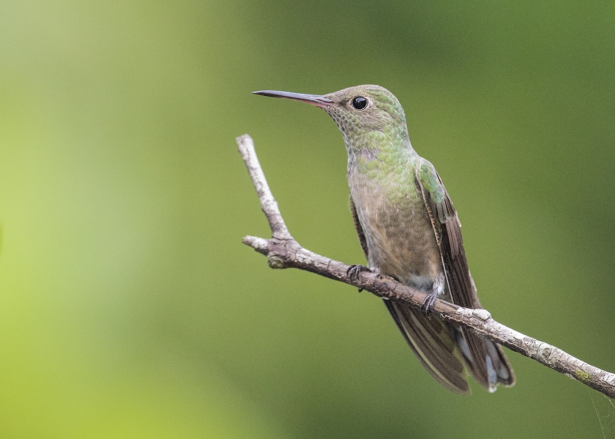 Scaly-breasted Hummingbird - Guillermo  Saborío Vega