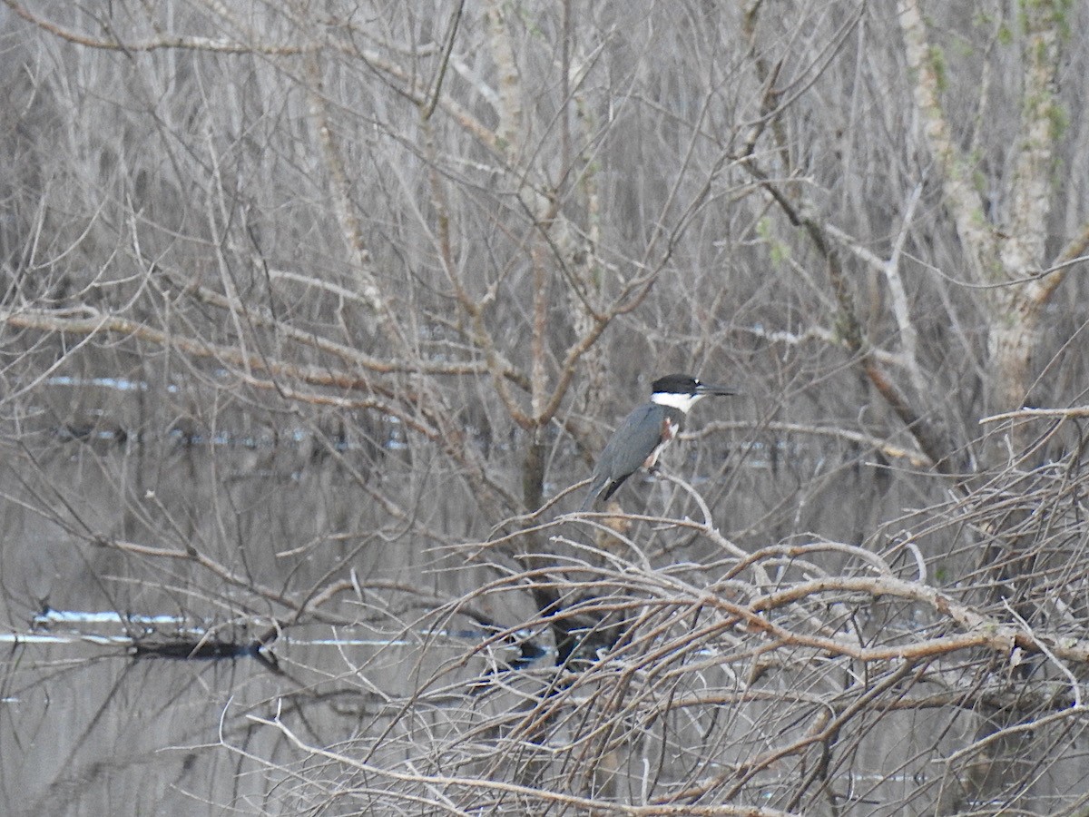 Belted Kingfisher - ML171413761