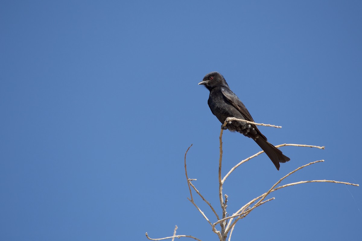 Fork-tailed Drongo - Lewis S.
