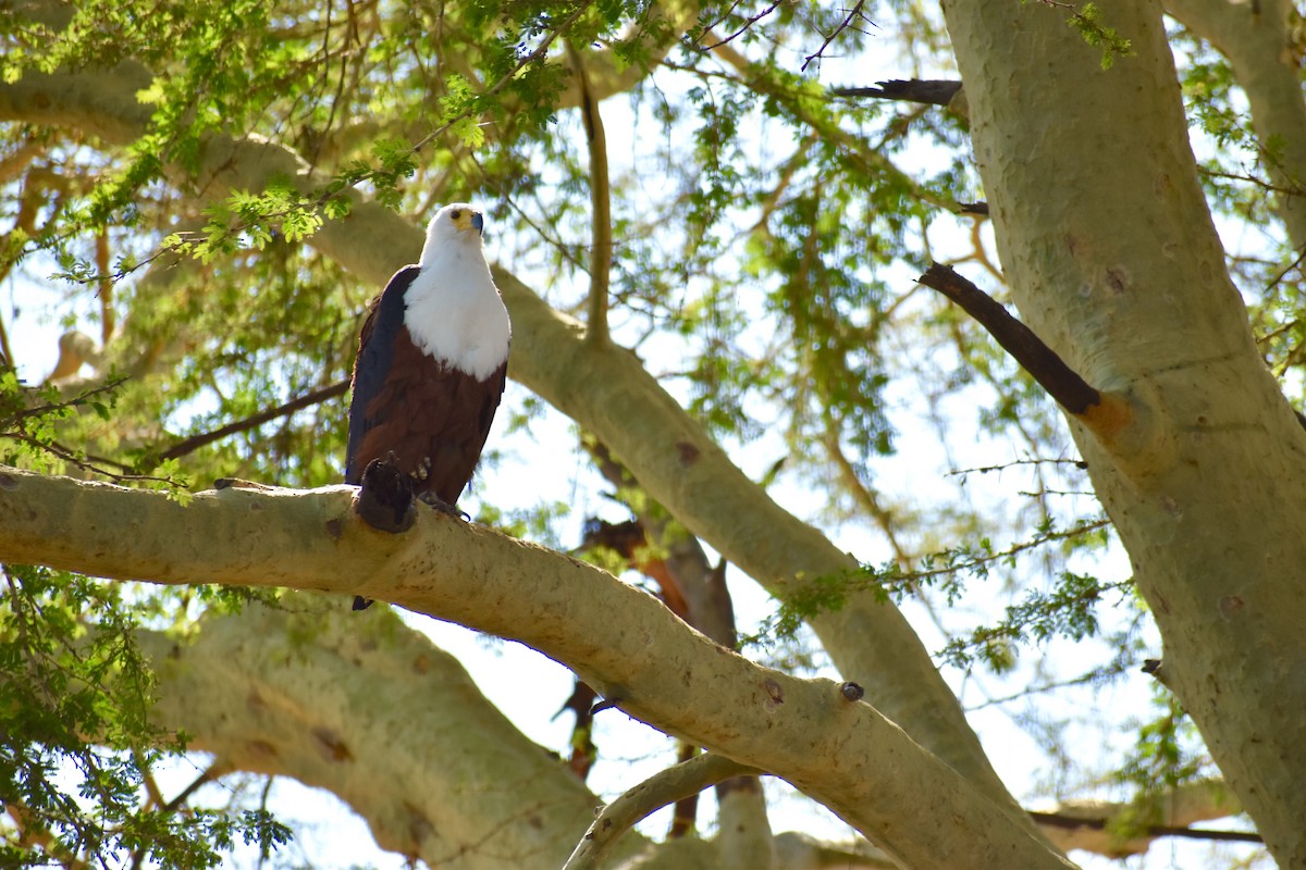 African Fish-Eagle - ML171416031
