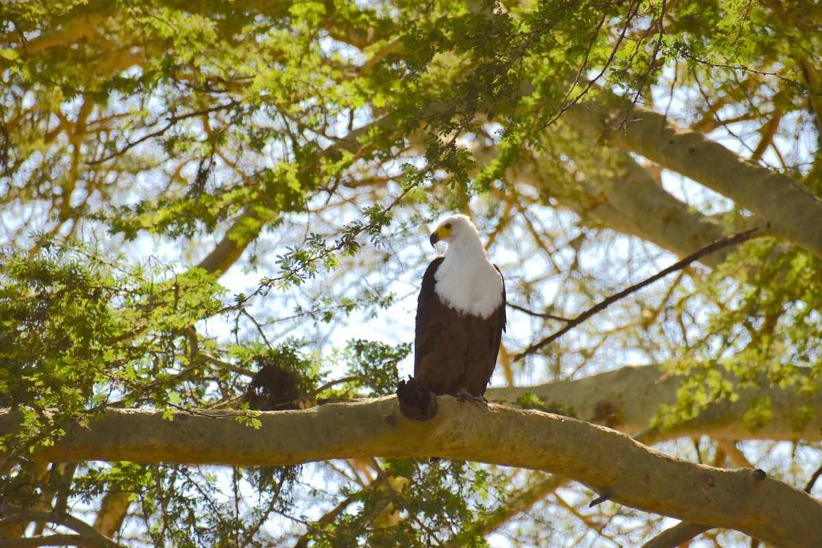 African Fish-Eagle - ML171416091