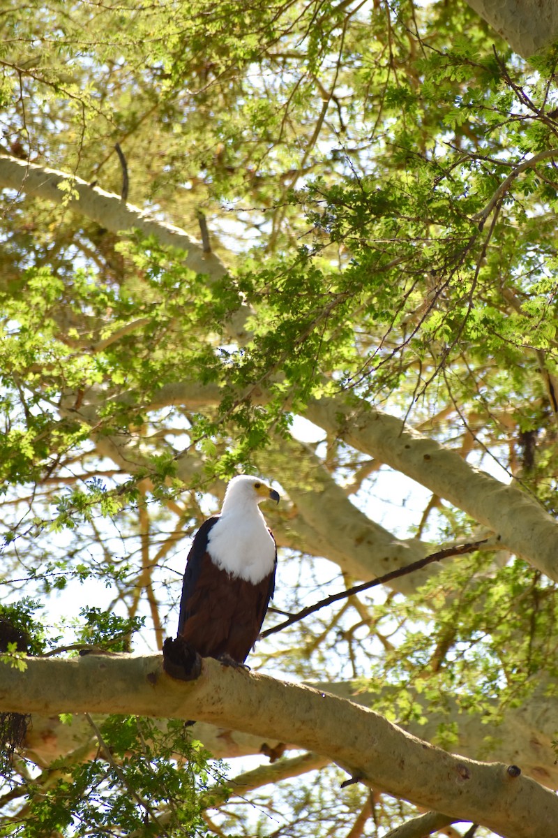 African Fish-Eagle - ML171416101