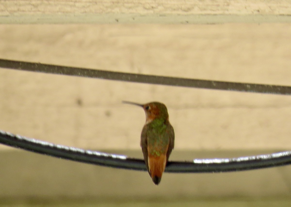 Allen's Hummingbird - ML171418131