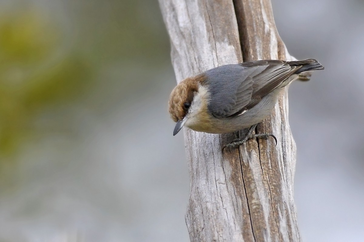 Brown-headed Nuthatch - Daniel Irons