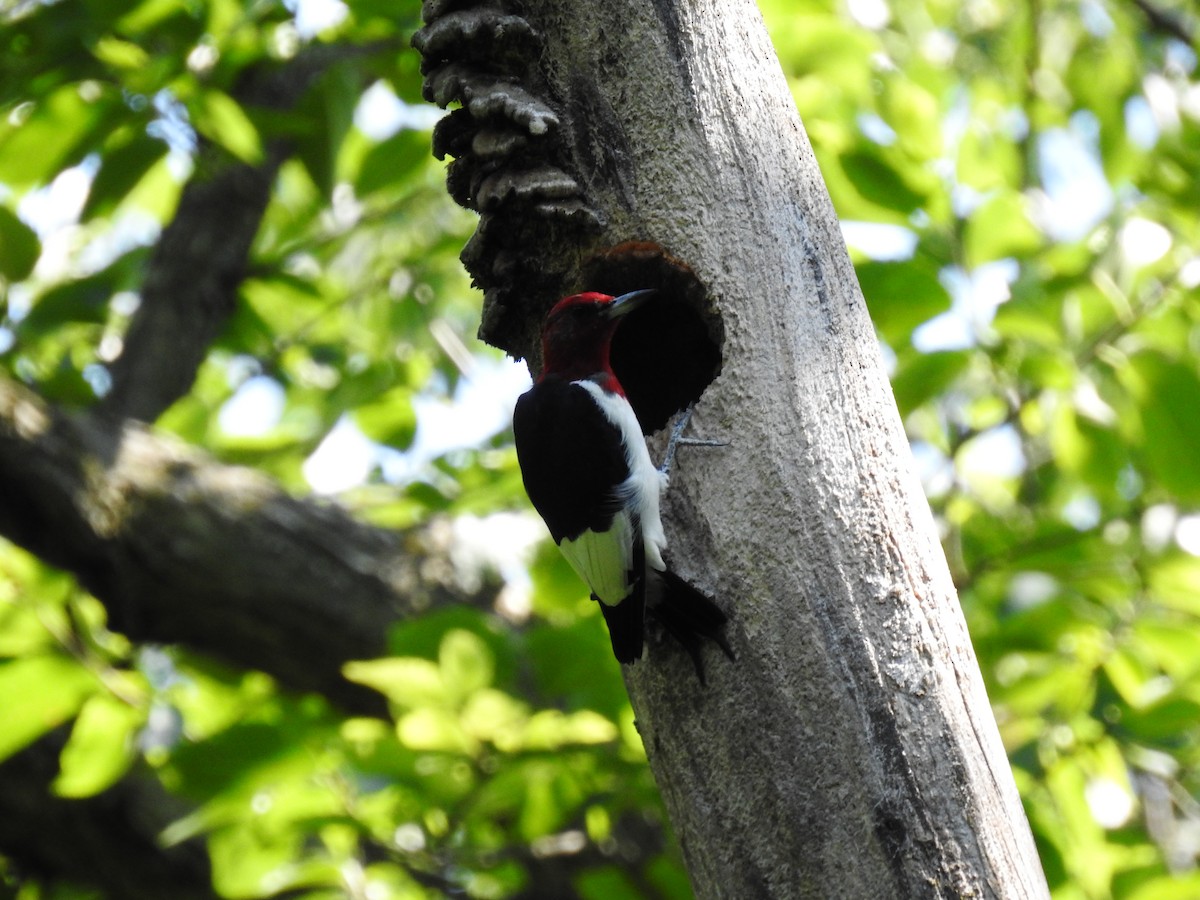 Red-headed Woodpecker - Jenny Flexman