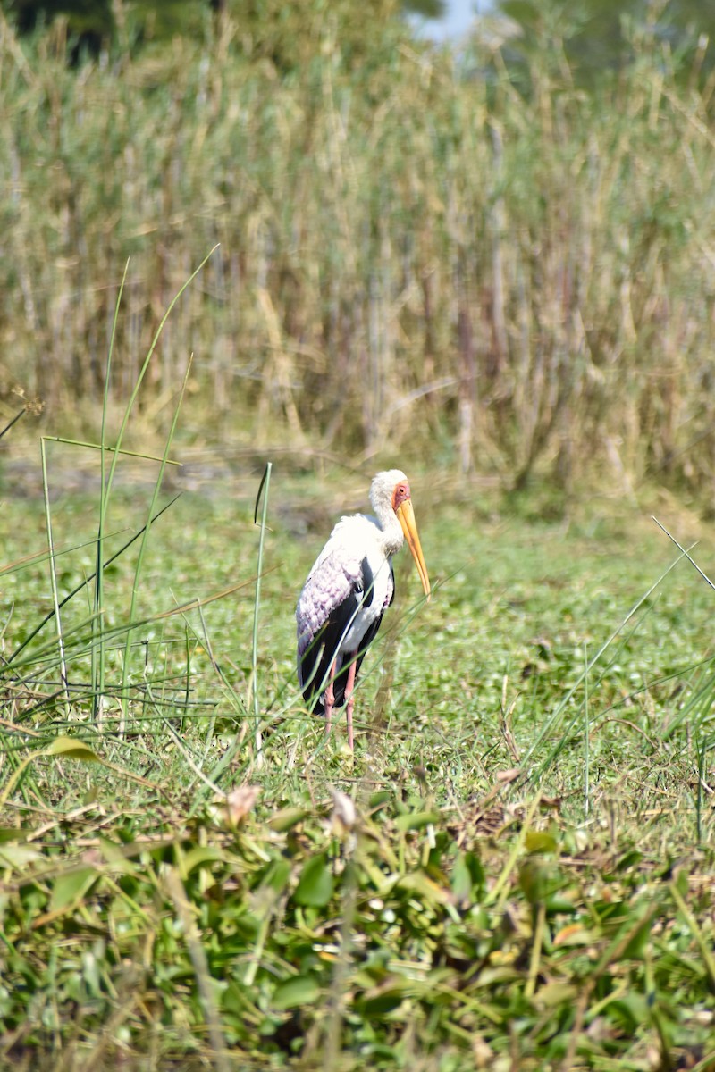 Yellow-billed Stork - Stuart Malcolm