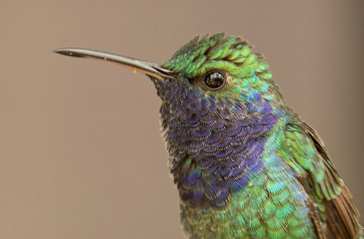 Sapphire-throated Hummingbird - Guillermo  Saborío Vega