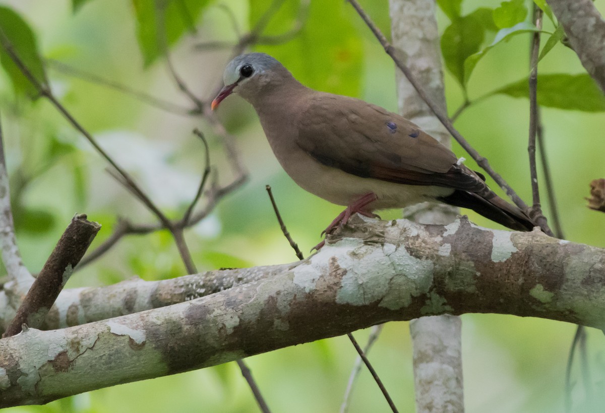 Blue-spotted Wood-Dove - ML171425141