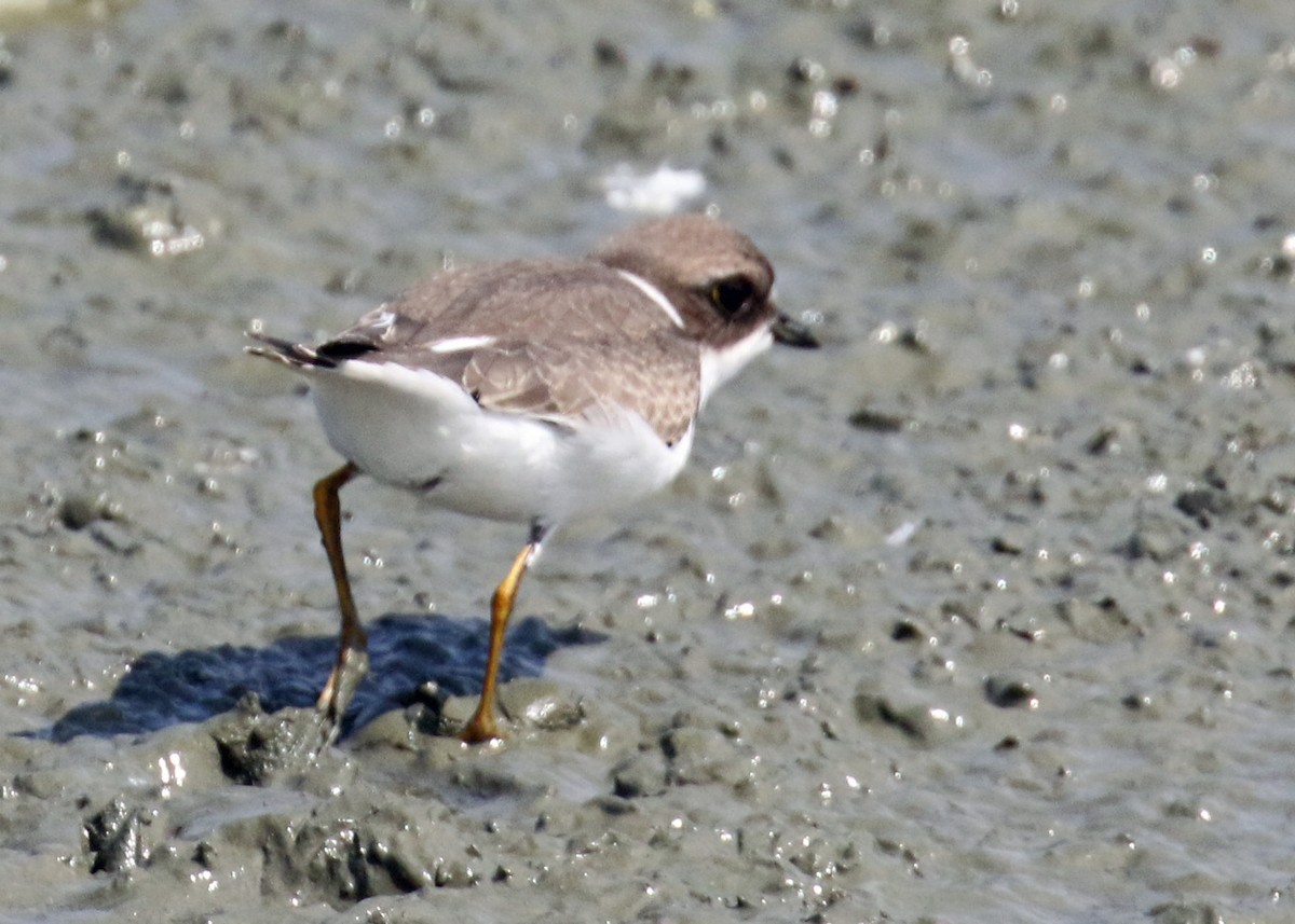 Semipalmated Plover - ML171429921