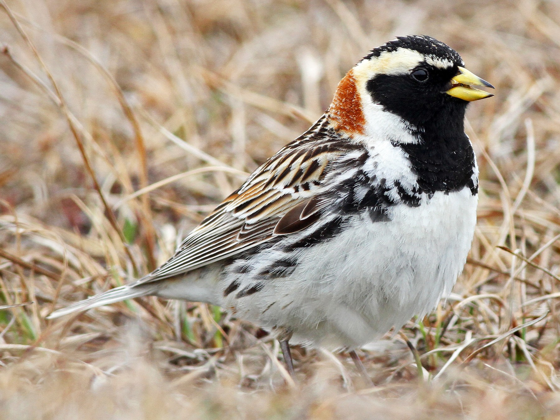 Lapland Longspur - Ian Davies