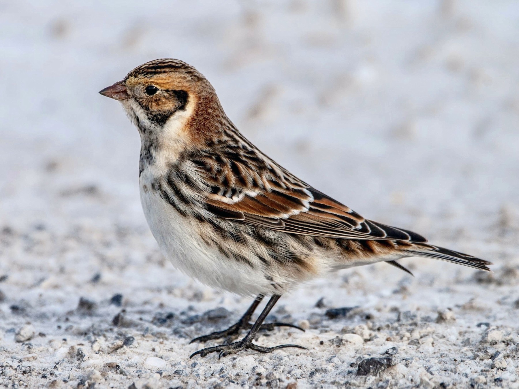 Lapland Longspur - Andrew Simon