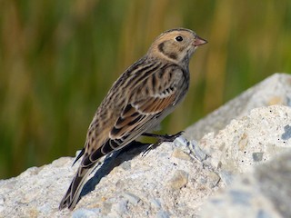 ツメナガホオジロ - eBird