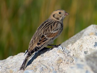 非繁殖期の成鳥／未成鳥 - Jerald Reb - ML171433071