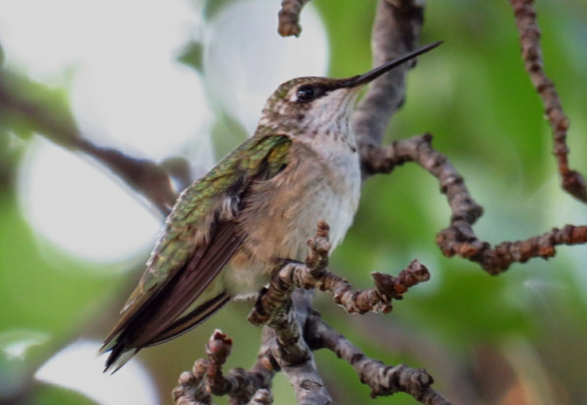 Ruby-throated Hummingbird - ML171434161