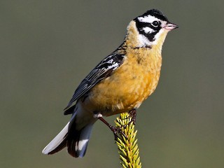 นกเพศผู้ชุดขนฤดูผสมพันธุ์ - Andrew Spencer - ML171435151