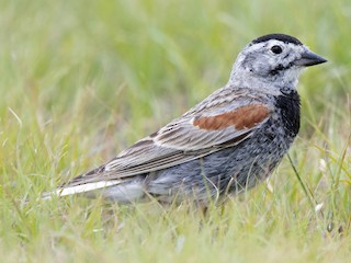  - Thick-billed Longspur