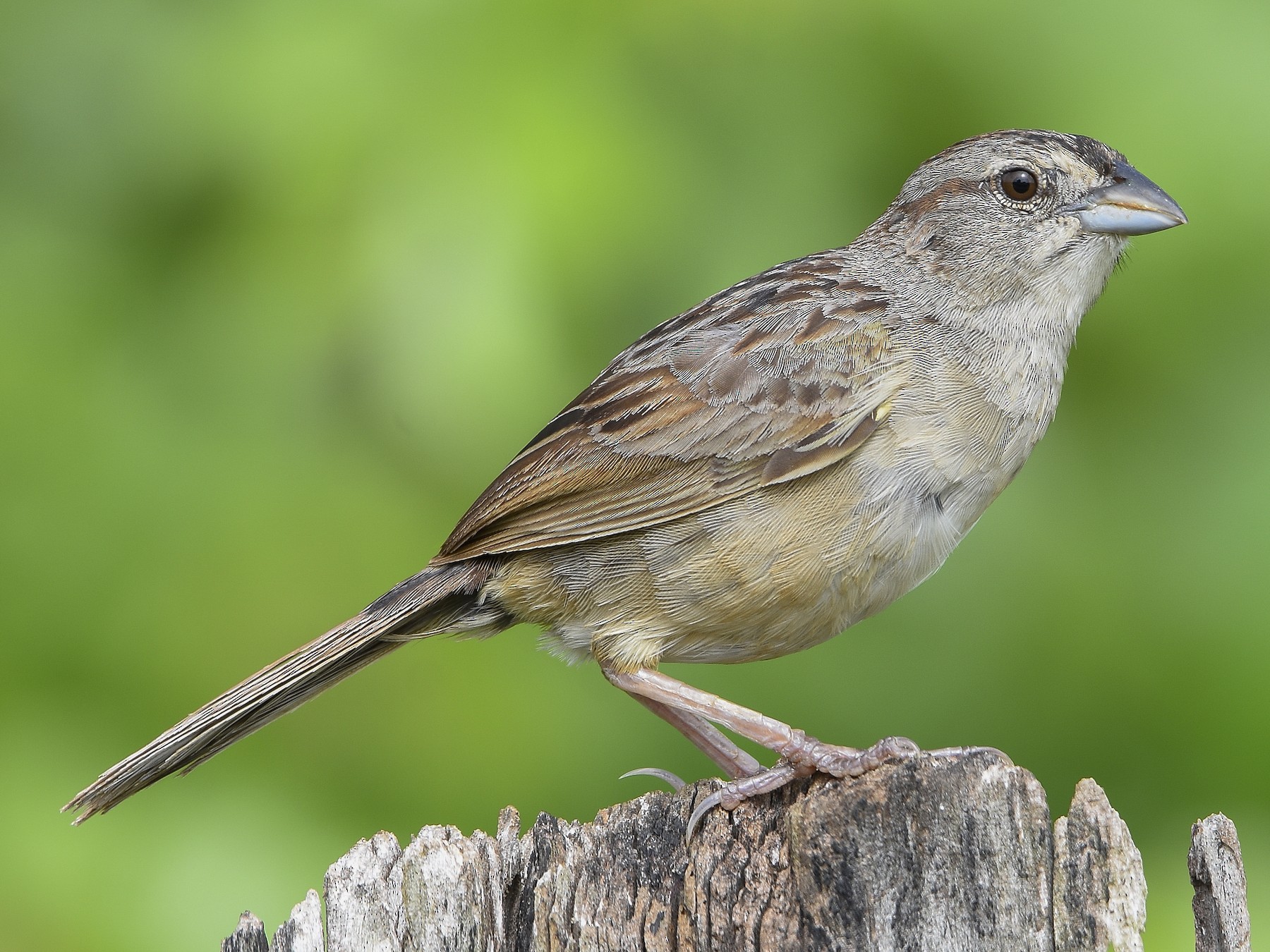 Botteri's Sparrow - Carlos Echeverría