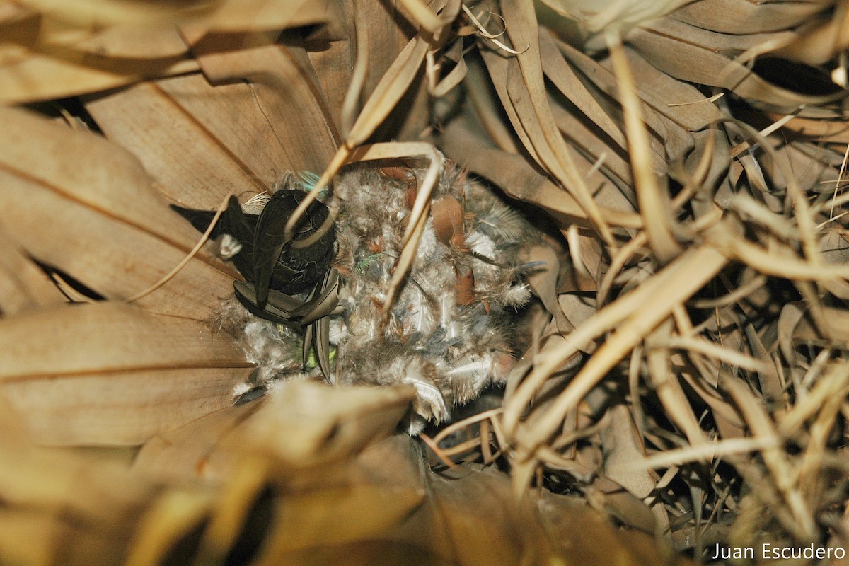 Fork-tailed Palm Swift - Juan Escudero