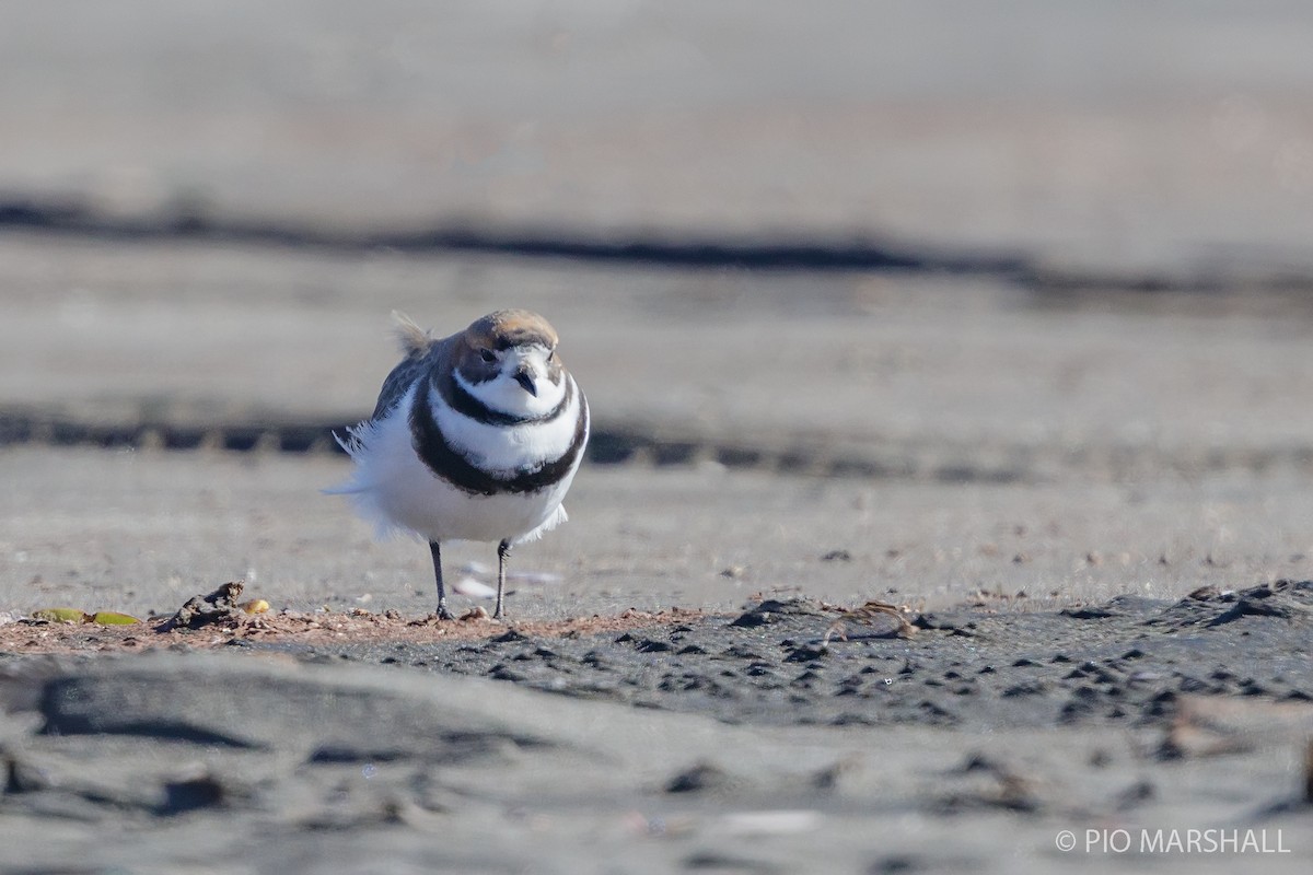 Two-banded Plover - Pio Marshall