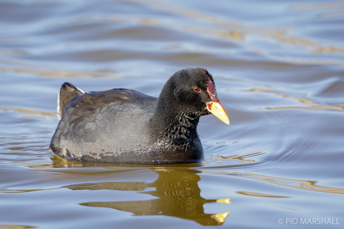 Red-fronted Coot - ML171442861