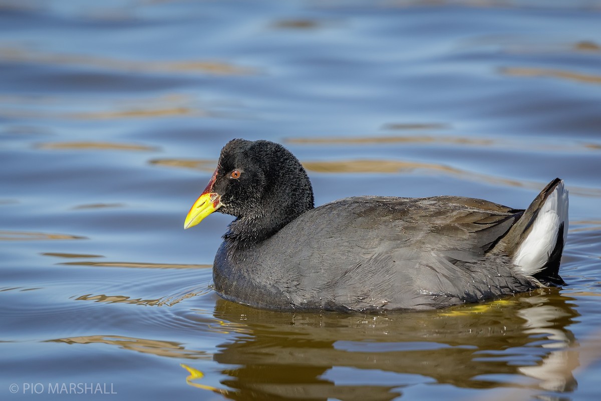 Red-fronted Coot - ML171442871