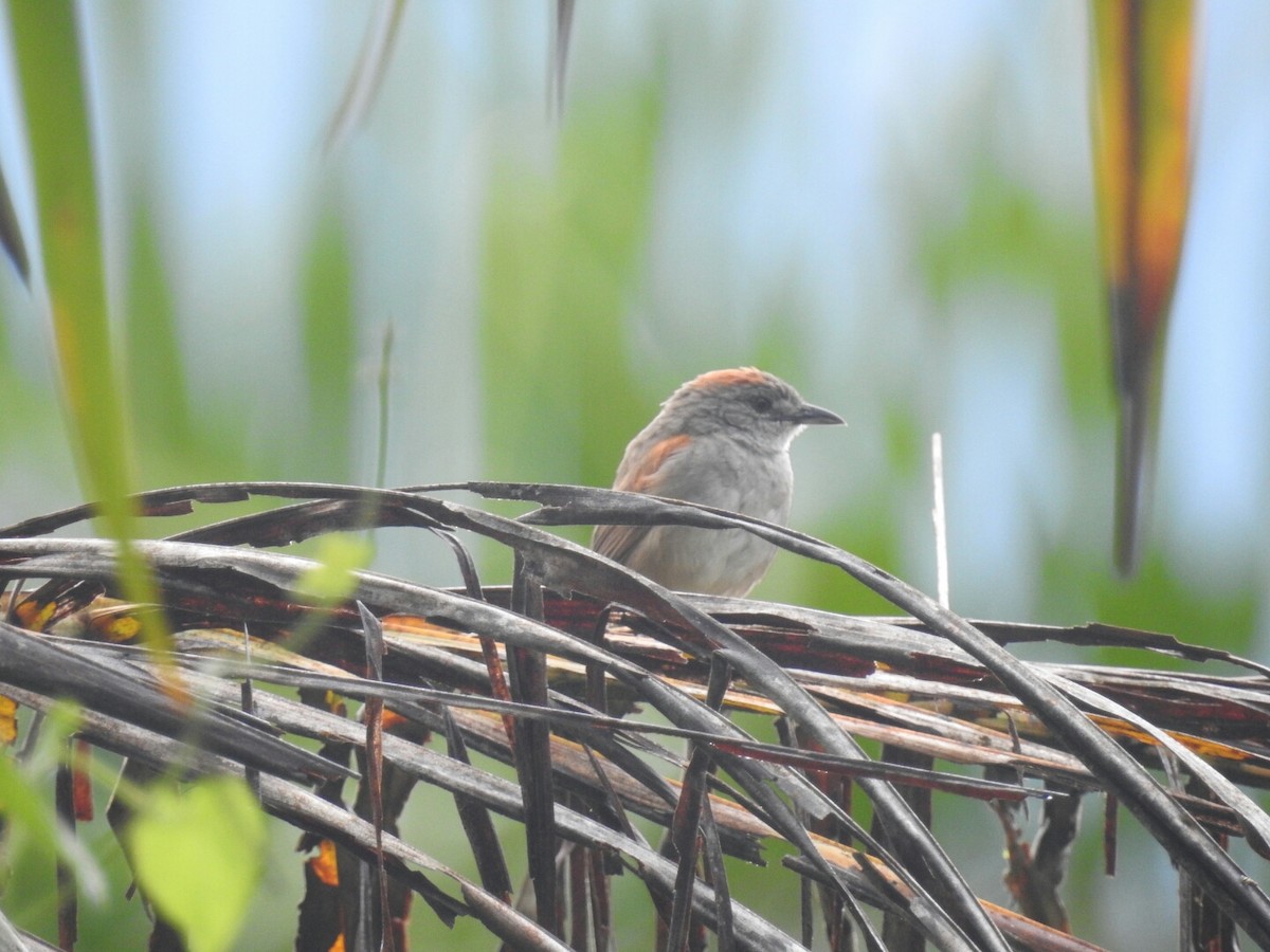 Pale-breasted Spinetail - Daniel Garrigues
