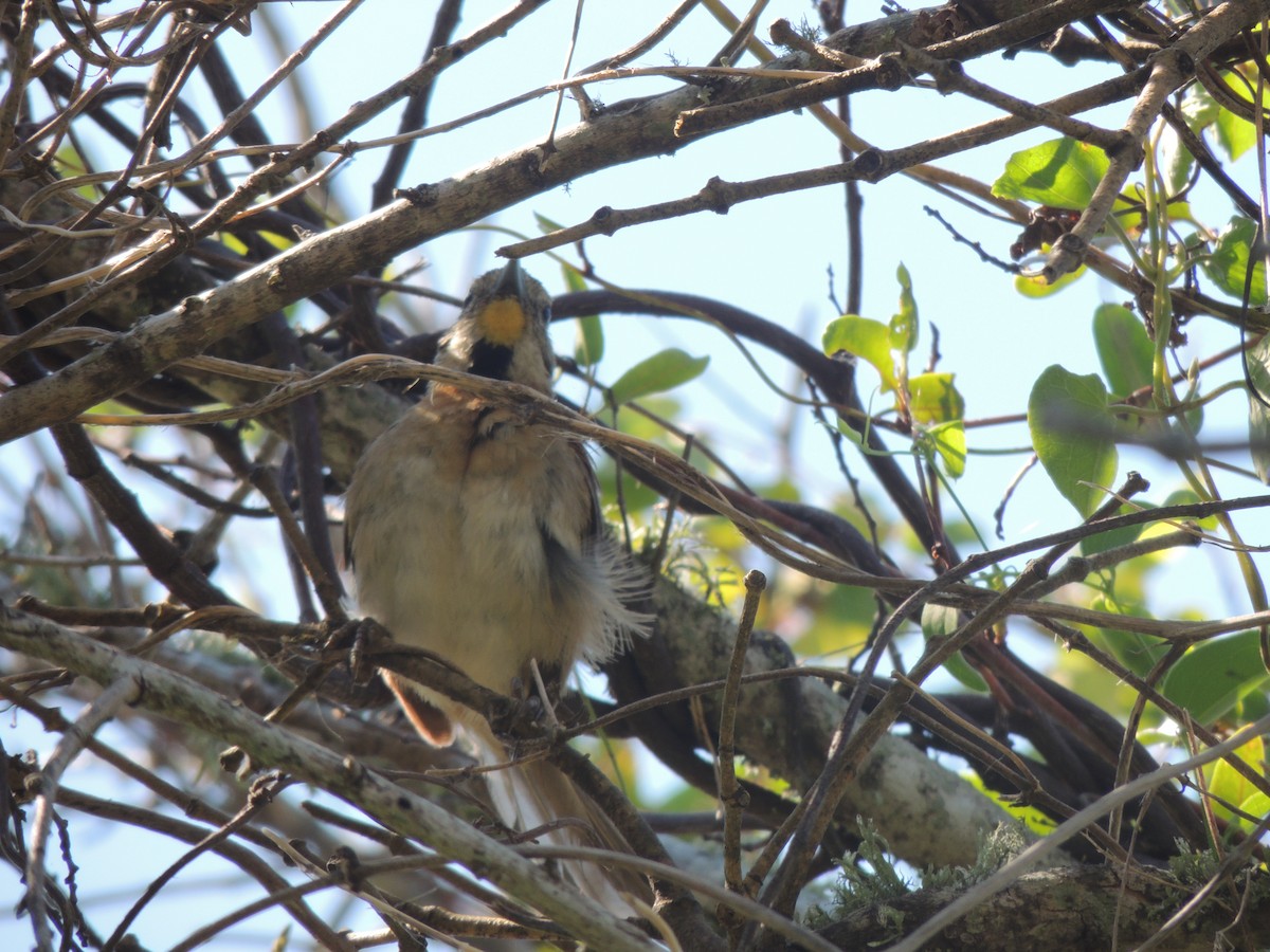 Chotoy Spinetail - ML171446231