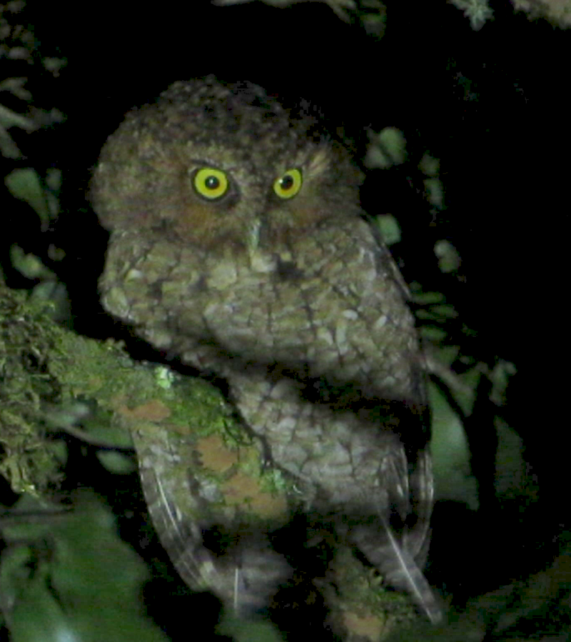 Bare-shanked Screech-Owl - Mary Beth Stowe
