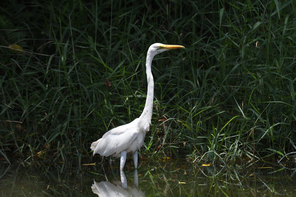 Great Egret - terence zahner