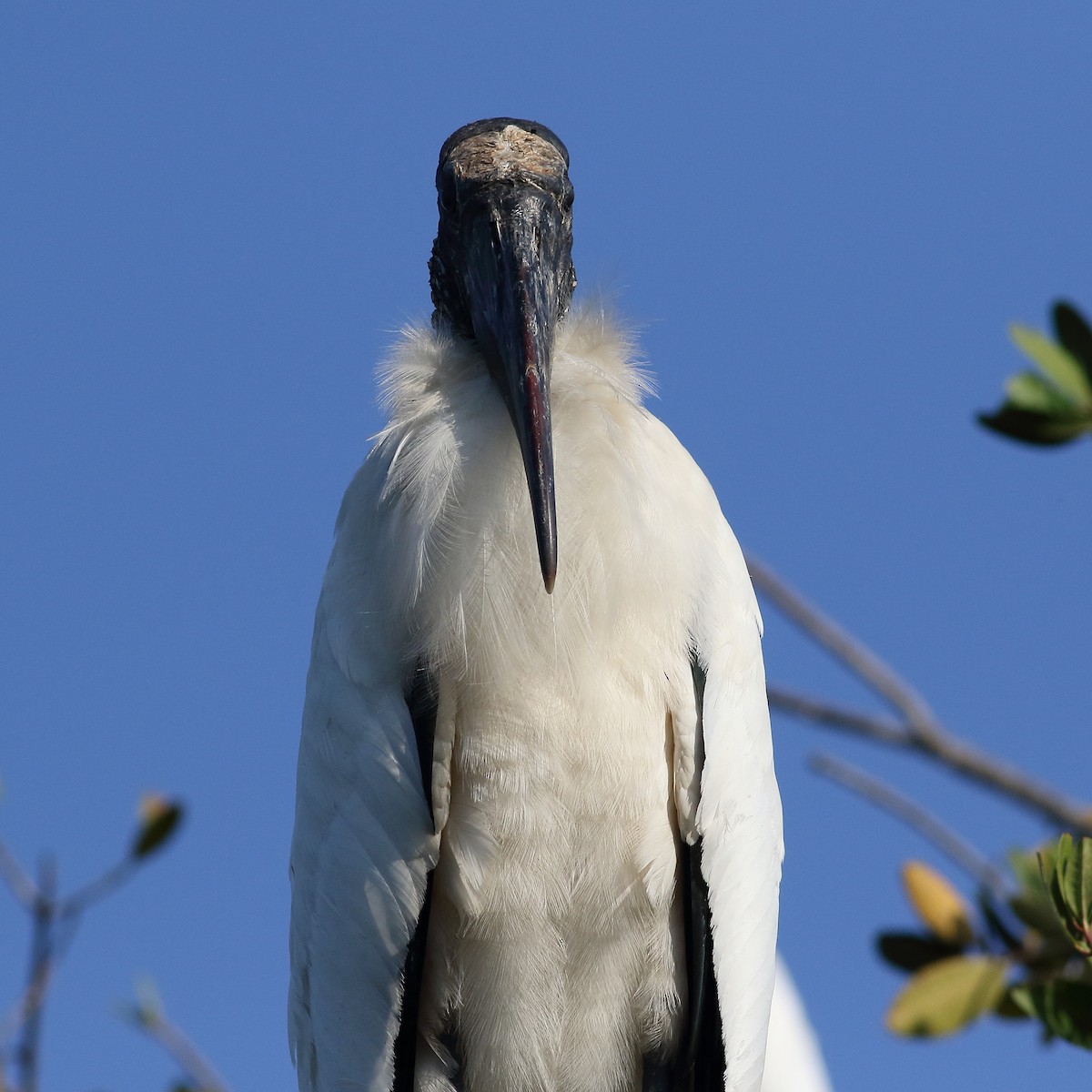 Wood Stork - Mark L. Hoffman