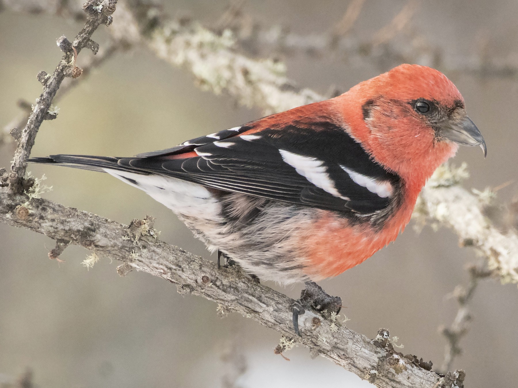 White-winged Crossbill - Bryan Calk