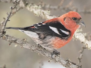  - White-winged Crossbill