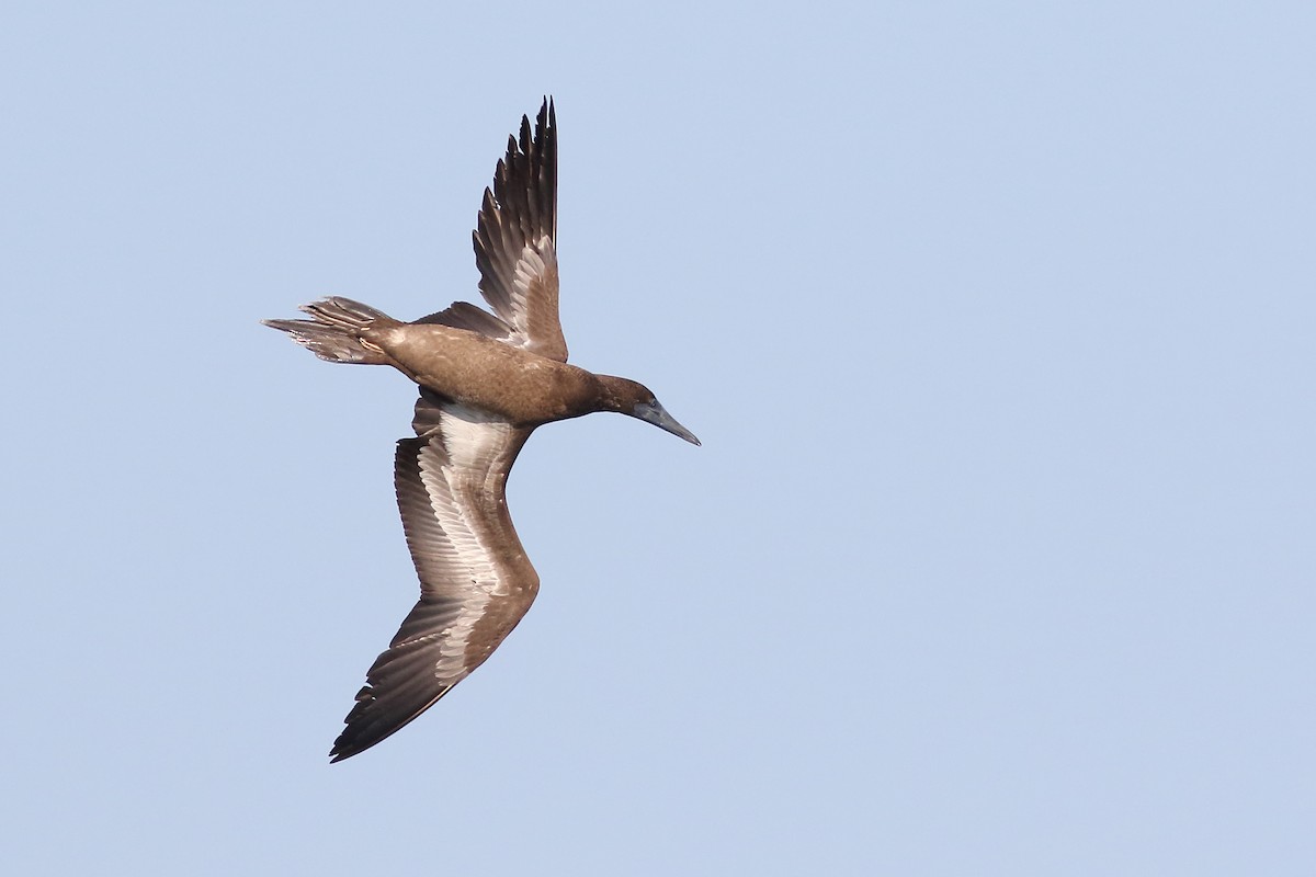 Brown Booby - ML171455101