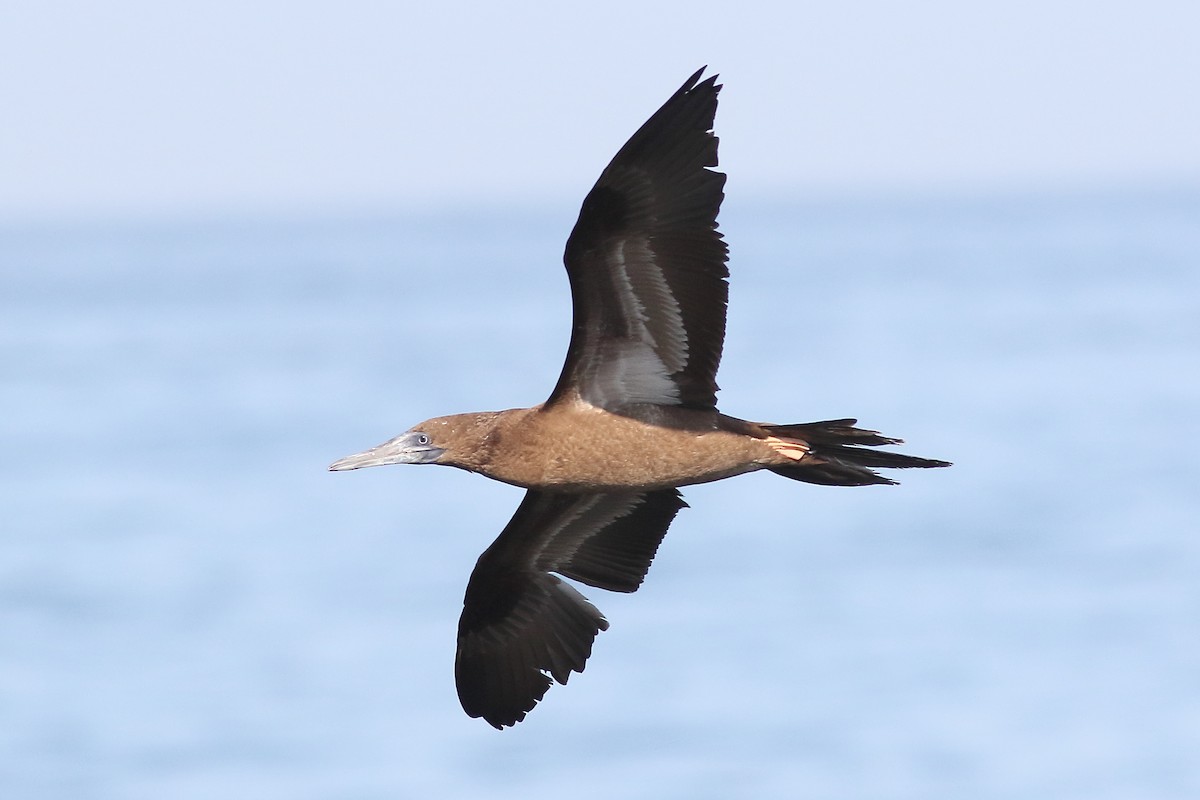Brown Booby - ML171455141