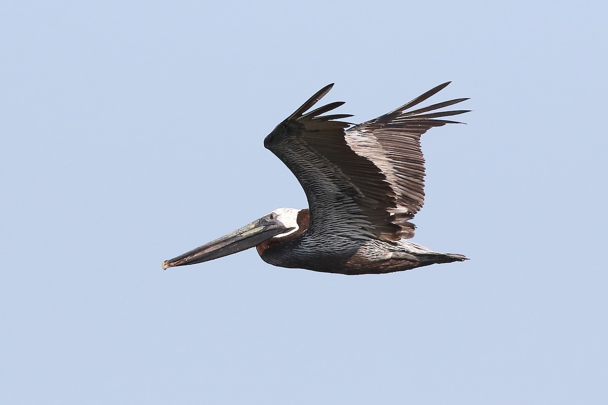 pelikán hnědý - ML171455181