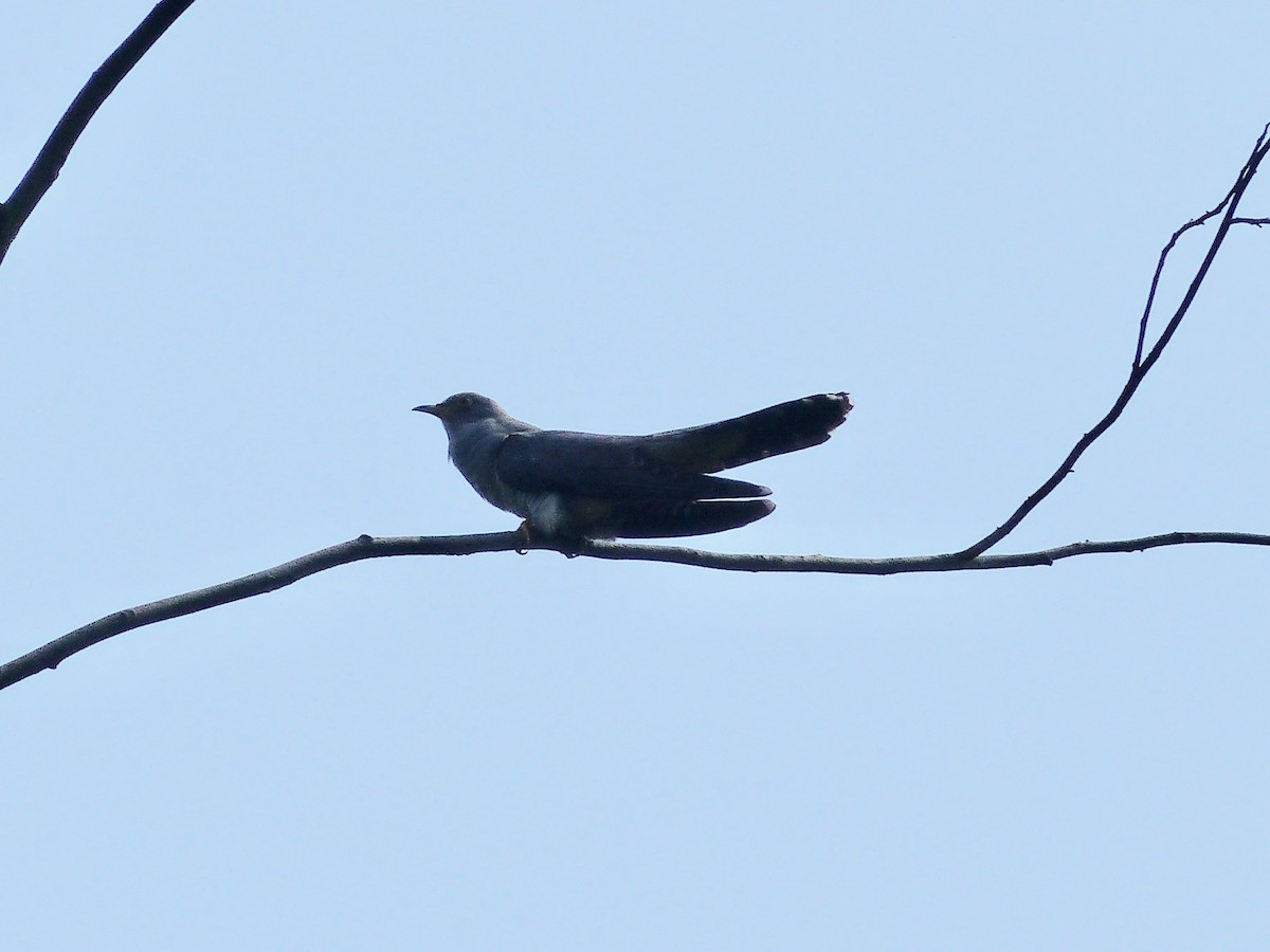 Common Cuckoo - Kai Victor