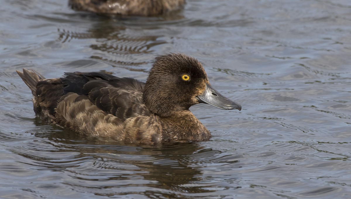 Tufted Duck - ML171459071