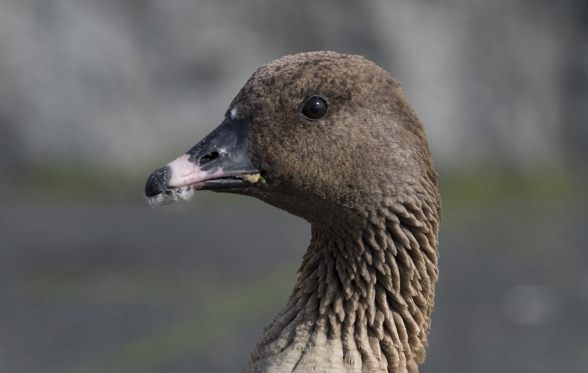 Pink-footed Goose - ML171459101